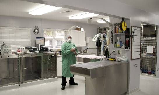 Jak przygotować zwierzę do badania RTG w gabinecie weterynaryjnym?