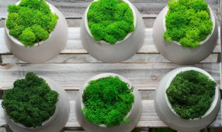 Jakie ozdoby do terrarium wybrać, aby stworzyć wyjątkowy klimat?