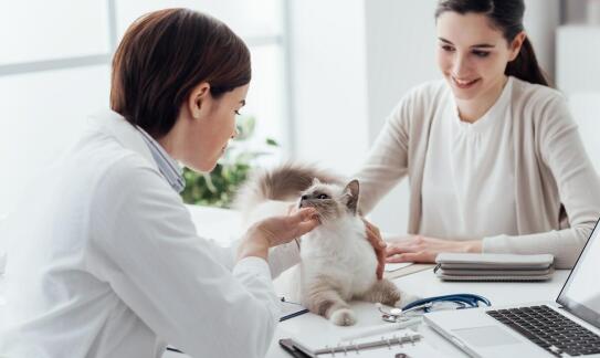 Jakie są korzyści z regularnego czyszczenia zębów u kotów w klinice weterynaryjnej?