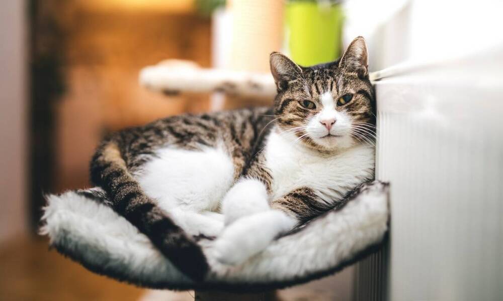 Wpływ przestrzeni wspólnej na samopoczucie kota w hotelu dla zwierząt