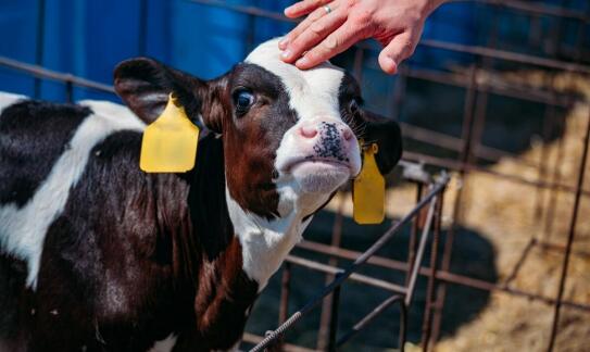 Kluczowe czynniki wpływające na ceny skupu bydła w Wielkopolsce