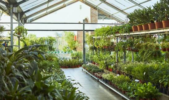 Jak oceniać kondycję roślin podczas zakupów w szkółce?