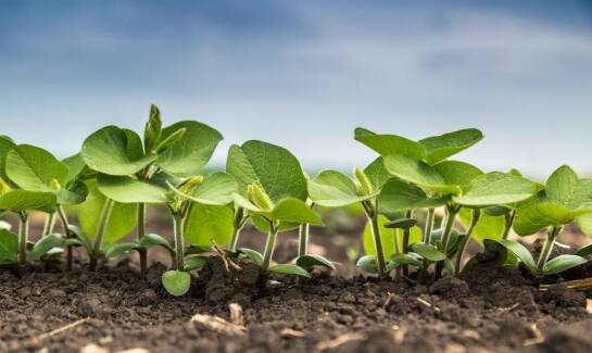 Regulatory wzrostu roślin w ogrodnictwie – INTER MAR