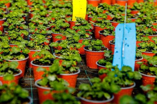 Jakie nowości w asortymencie roślin oferuje nasze Centrum ogrodnicze?