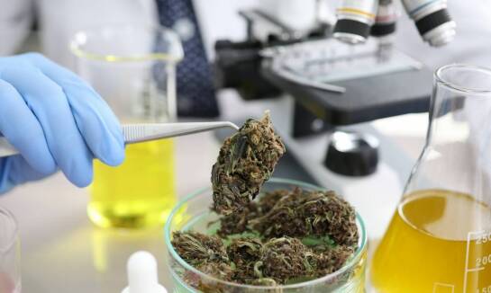 Marihuana medyczna i jej rola w terapii bólu przewlekłego