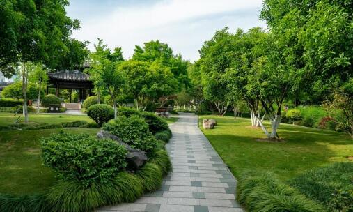 Najlepsze drzewa do małych ogrodów – co znajdziesz w naszej ofercie?