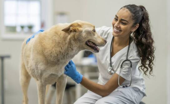Jakie są najczęstsze problemy zdrowotne diagnozowane w gabinecie weterynaryjnym?