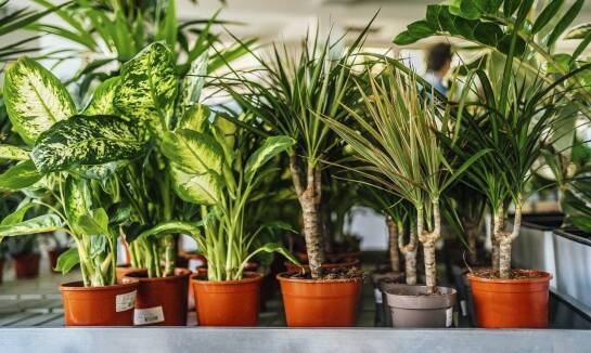 Pielęgnacja egzotycznych roślin – porady i wskazówki