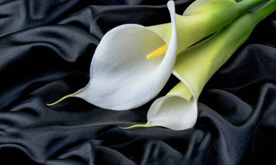 Wybór odpowiednich kwiatów do bukietów kondolencyjnych