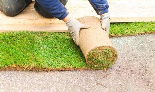 Jakie są korzyści z doradztwa w wyborze trawy w rolkach?