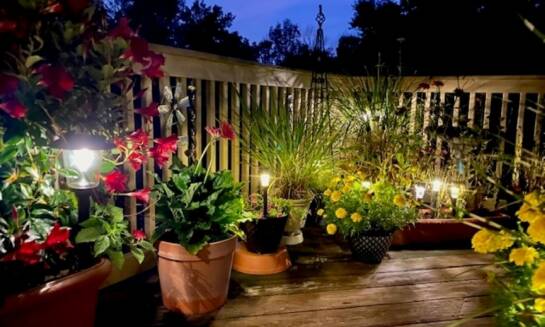 Zastosowanie kantówek w ogrodnictwie: praktyczne wskazówki