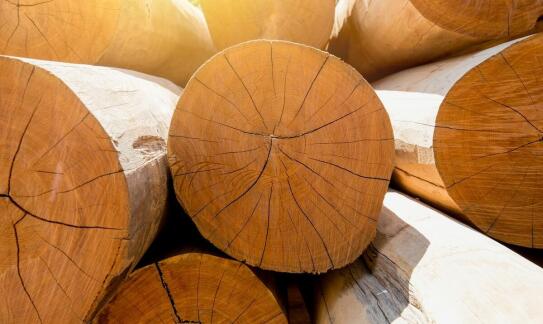 Jakie kwestie powinny brać pod uwagę firmy przy zakupie jodły kaukaskiej hurtowo?