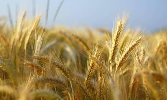 Jak wpływają regulatory wzrostu na proces fotosyntezy w pszenicy?