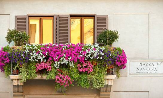 Podłoże dla roślin balkonowych – Sequoia Centrum Ogrodnicze