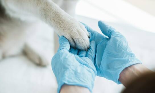 Jakie są najczęstsze alergie skórne u zwierząt i jak je leczyć?