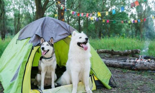 Czym charakteryzuje się idealna hodowla kangali pod względem jakości oferowanych psów?