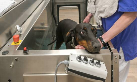 Wykorzystanie zaawansowanej technologii w diagnostyce i leczeniu zwierząt