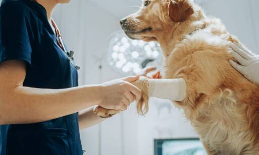 Jak lecznica weterynaryjna wpływa na poprawę zdrowia ortopedycznego zwierząt?