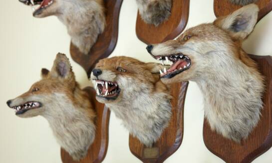 Jak wypychanie zwierząt przyczynia się do edukacji ekologicznej?