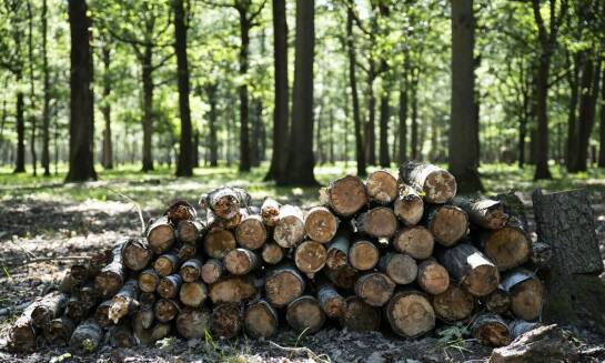 Zastosowanie drewna dębowego jako efektywnego źródła opału