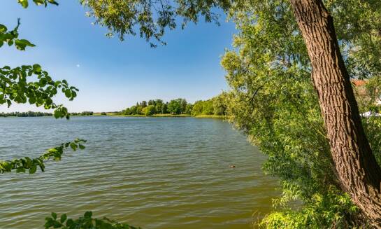 Drzewa leżajsk: ochrona środowiska podczas realizacji inwestycji