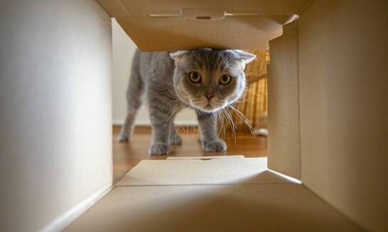 Przygotowanie kociąt British Shorthair do życia w nowych domach