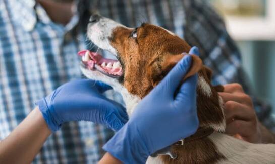 Jakie są korzyści z profesjonalnej opieki weterynaryjnej dla dzikiej fauny?