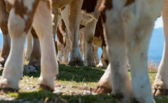Hodowla byków – jak zacząć?
