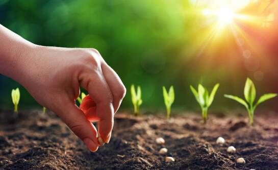 Jak sadzić warzywa w warzywniaku?