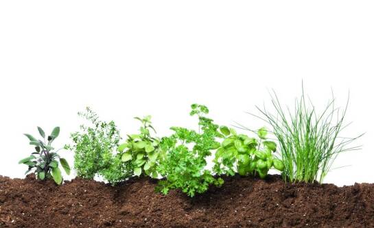 Jak zrobić skrzynię na warzywa do ogrodu?