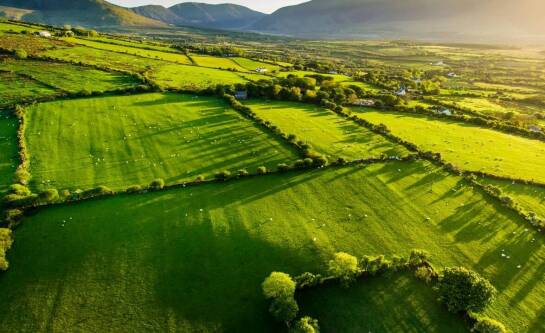 Hodowla bydła mięsnego od czego zacząć