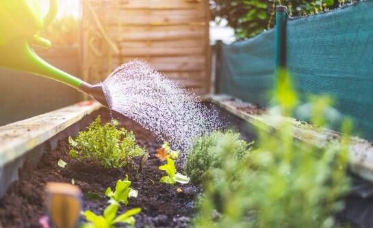 Jaka powinna być wysokość grządki podwyższonej?