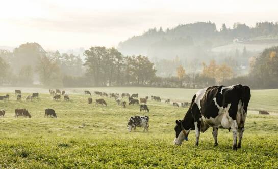 Bydło mięsne – jak zacząć hodowlę?