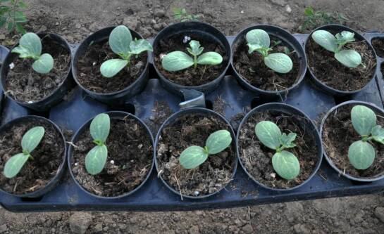 Czym wyłożyć skrzynkę na warzywa?