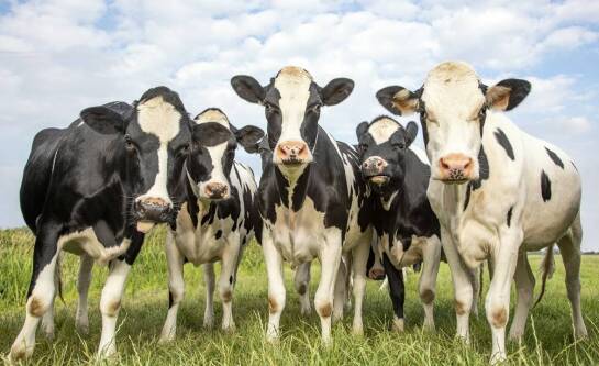 Dlaczego w Polsce dominuje hodowla bydła mlecznego?