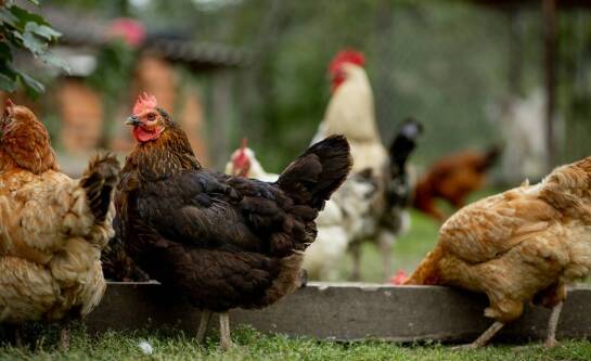 Czy opłaca się hodować kury na jajka?