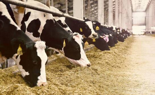 Jak zacząć hodowlę byków?