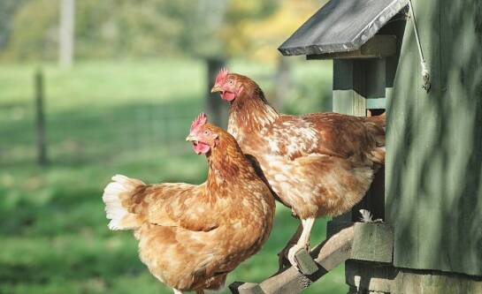 Jak założyć ekologiczny kurnik w ogrodzie