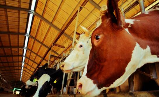 Hodowla byków jak zacząć