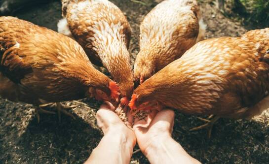 Jak założyć hodowlę kur niosek?