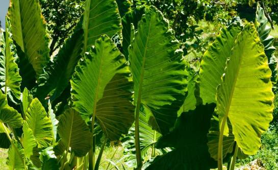 Jakie deski wybrać do warzywniaka