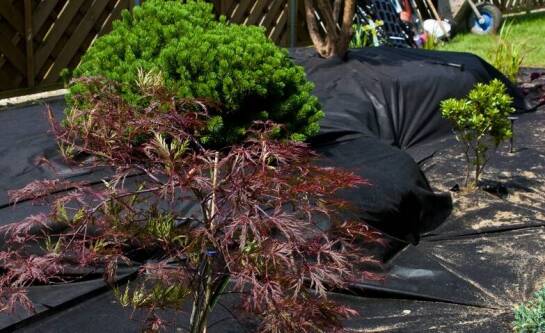 Co uprawiać w skrzyniach?