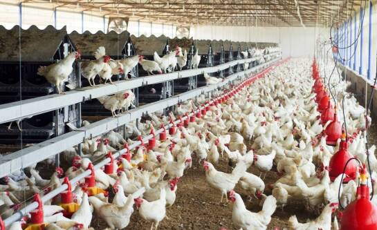 Hodowla kur niosek czy się opłaca?