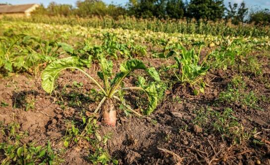 Jakie warzywa wybrać do uprawy w skrzynkach