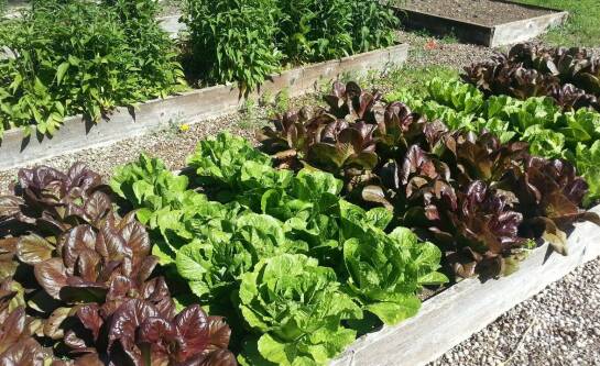 Kiedy sadzić warzywa w skrzyniach