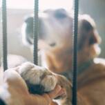 Jak wygląda paszport dla psa?