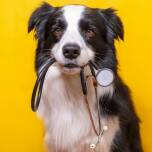 Gdzie wyrobić paszport dla psa w Warszawie?