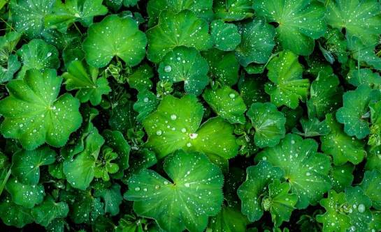 Co to znaczy TBW w kontekście wagi?