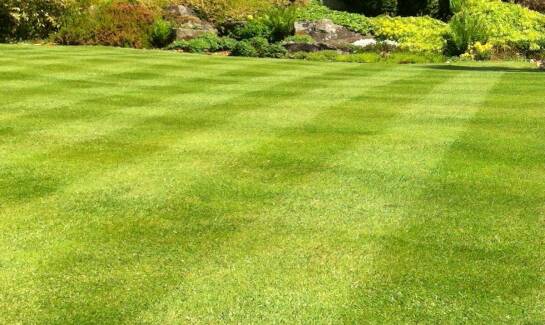 Optymalne podłoża do trawników dla terenów narażonych na intensywną eksploatację