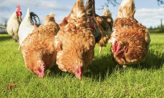 W jaki sposób skup królików wpływa na stabilność rynku paszowego?